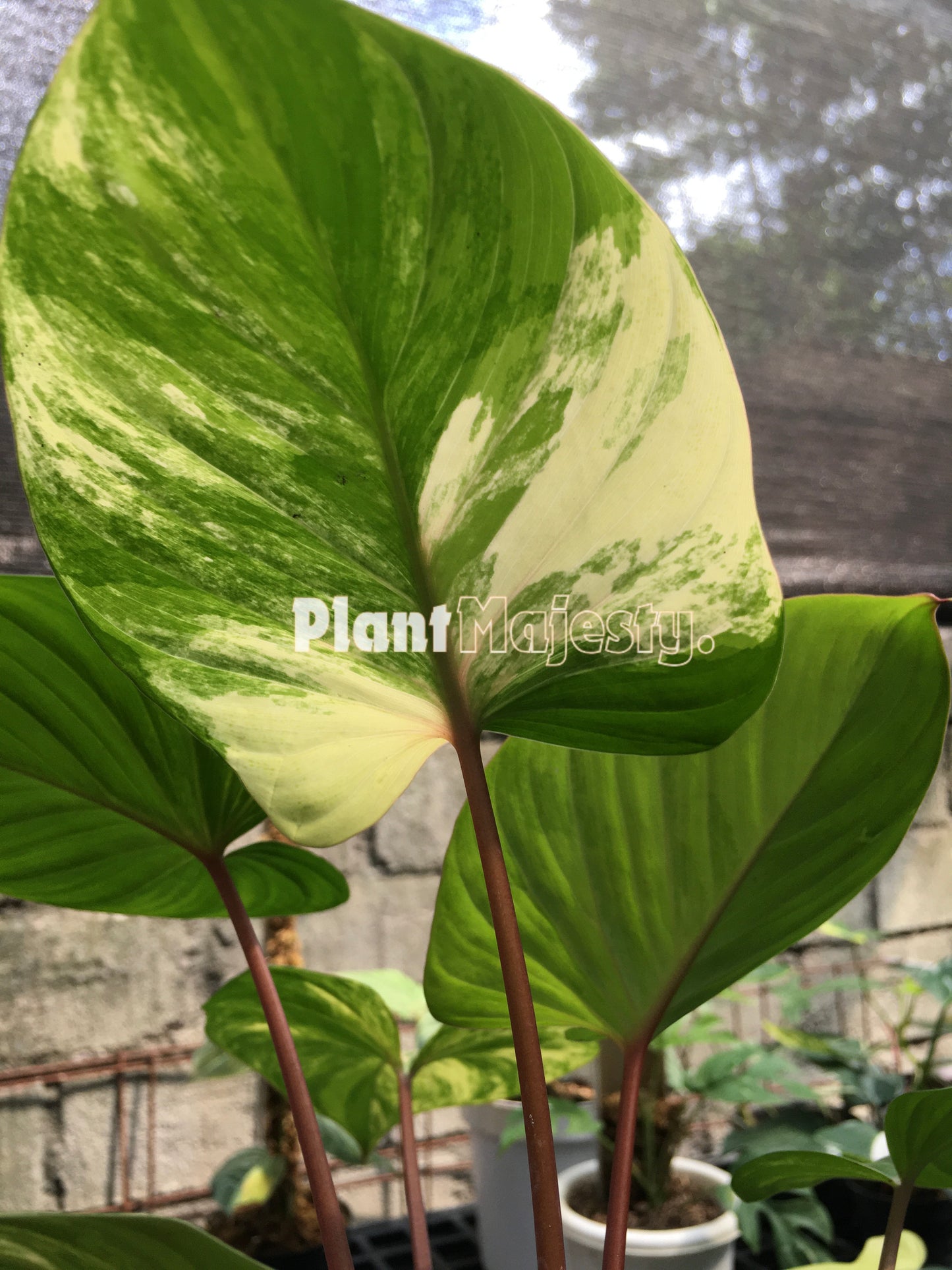 Homalomena Rubescens Variegated