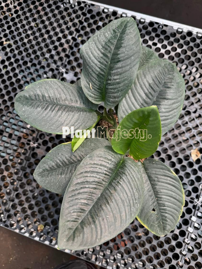 Homalomena Silver sp