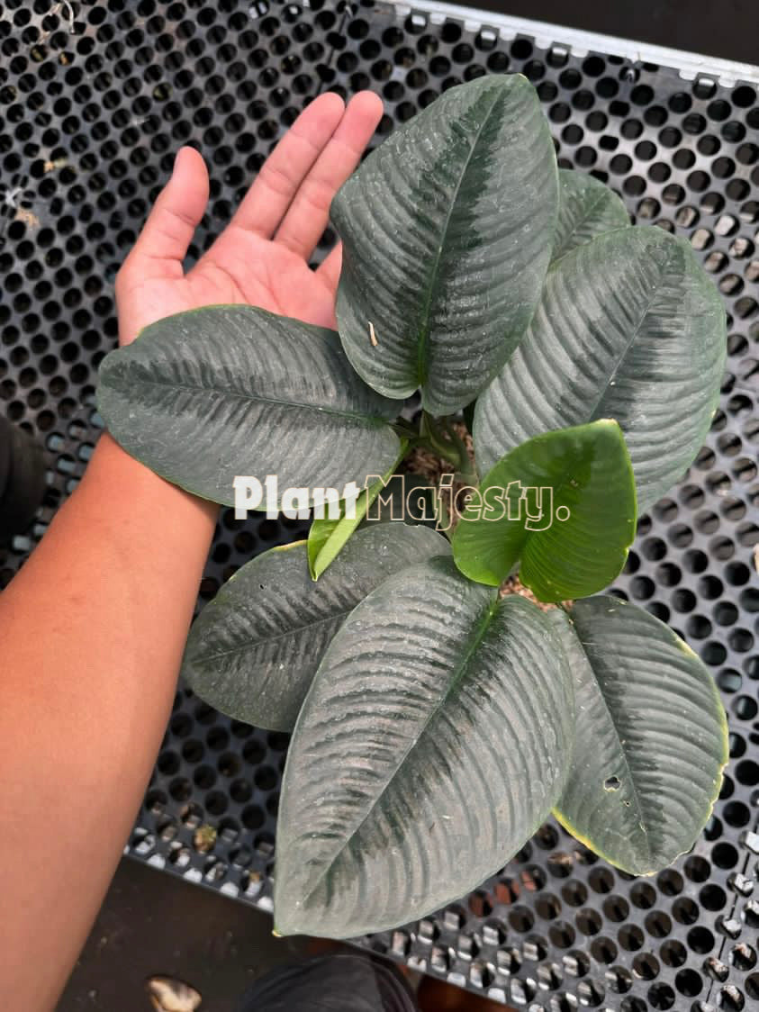 Homalomena Silver sp