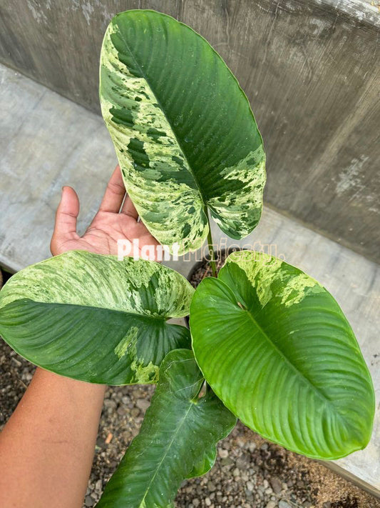 Homalomena Sp Borneo Variegated