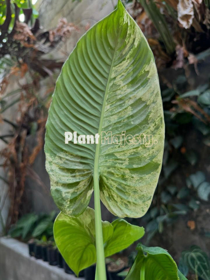 Homalomena Sp Borneo bunt