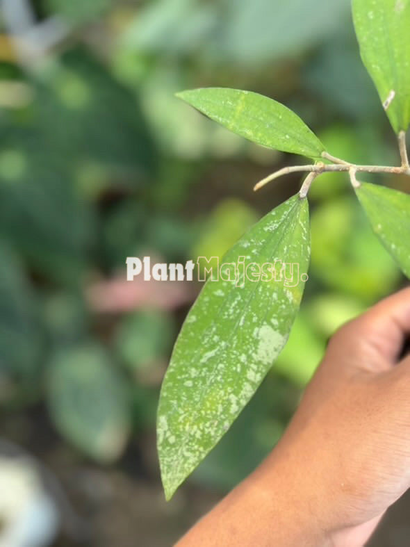 Hoya Gracillis