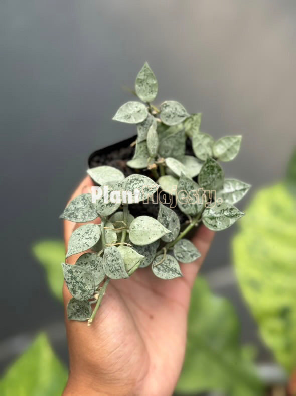 Hoya Krohniana Eskimo