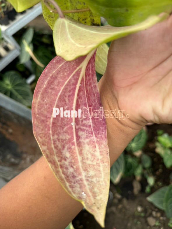 Hoya Macrophylla Sunstressed