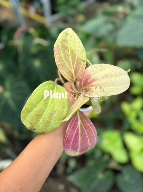 Hoya Macrophylla Sunstressed