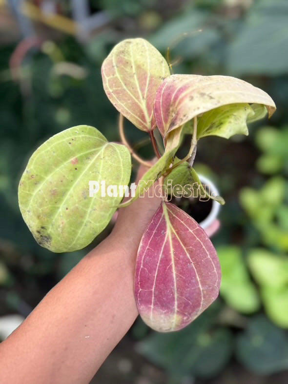 Hoya Macrophylla Sunstressed