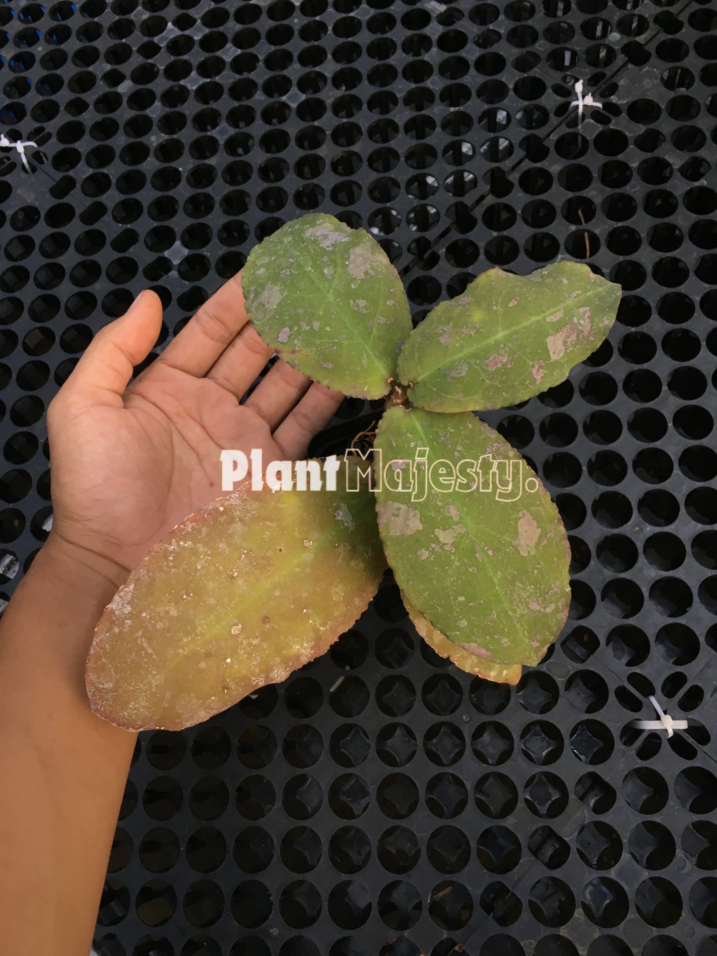 Hoya Undulata Red