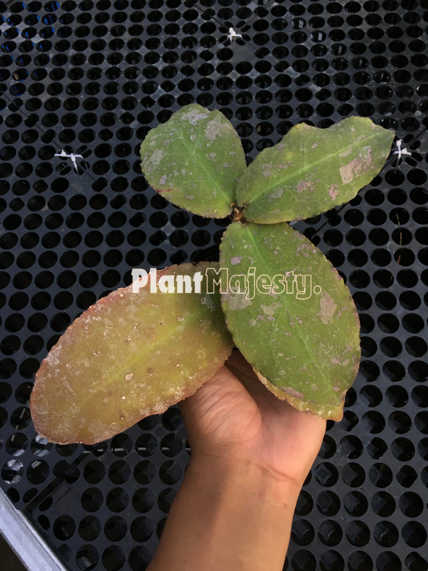 Hoya Undulata Red