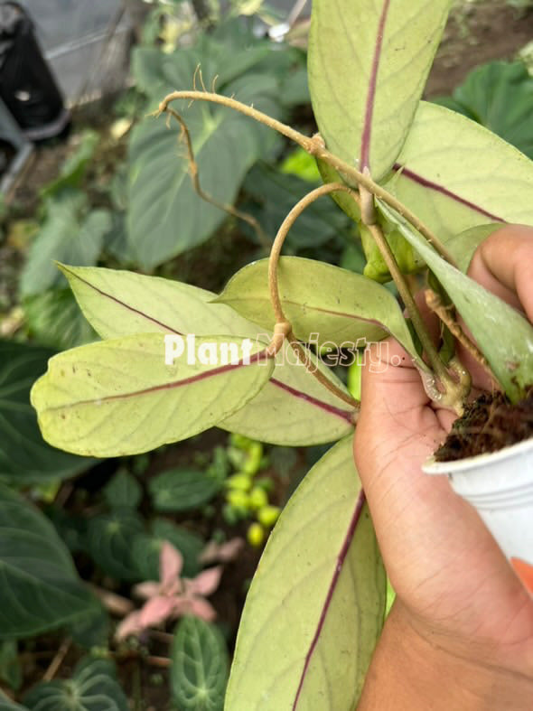 Hoya Vitellinoides