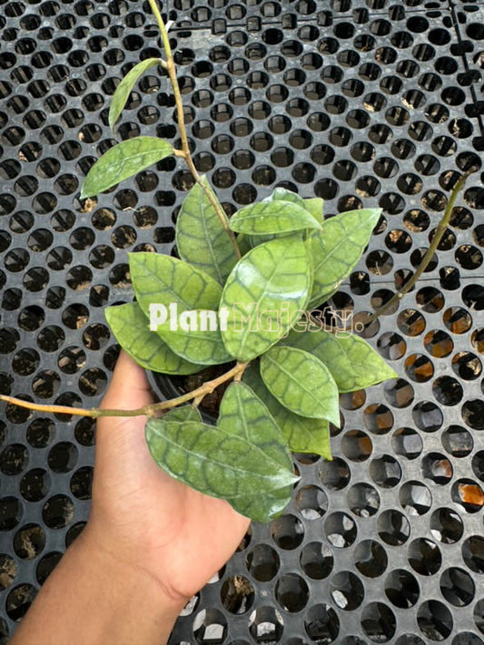 Hoya callistophylla Mini