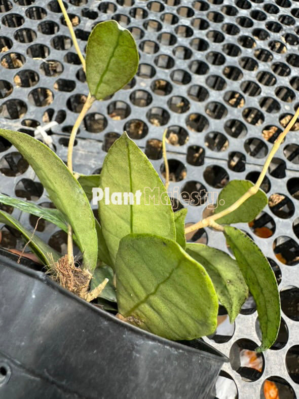 Hoya callistophylla Mini