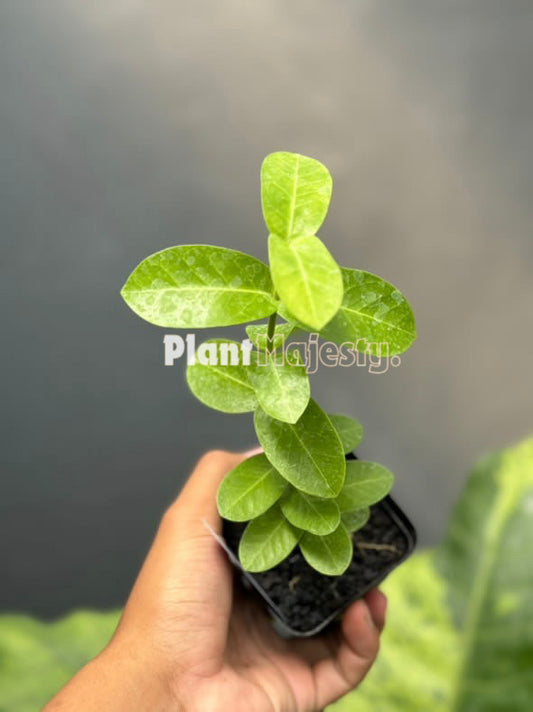 Hoya densifolia