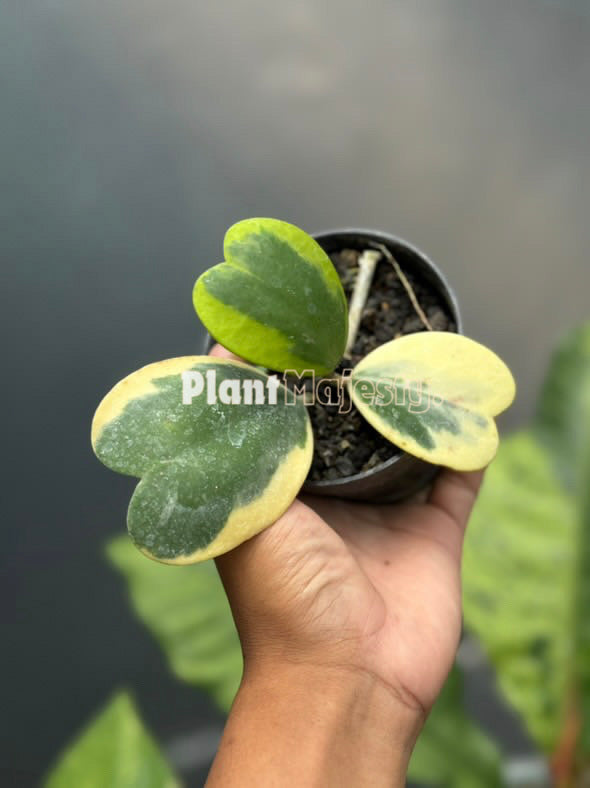 Hoya kerrii variegated