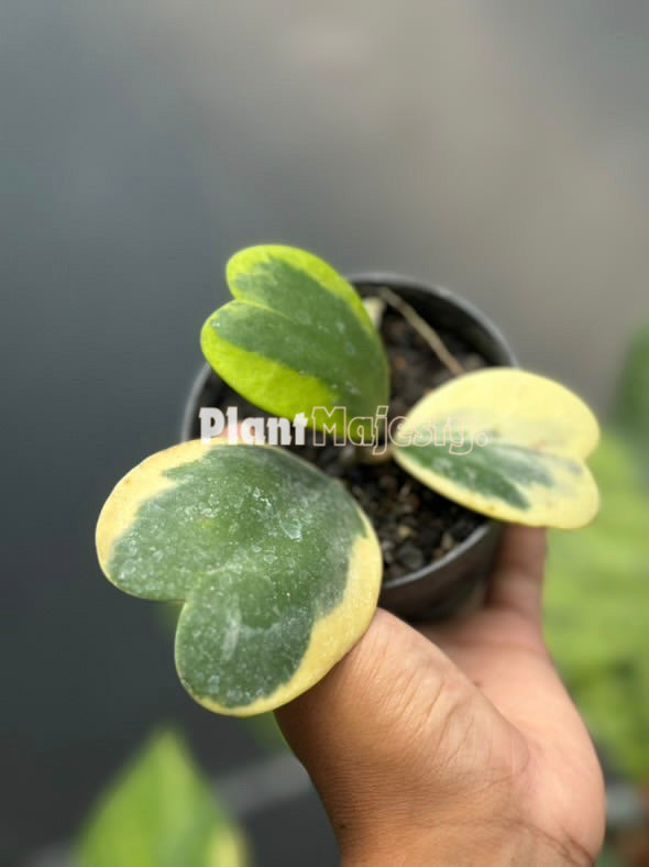 Hoya kerrii variegated