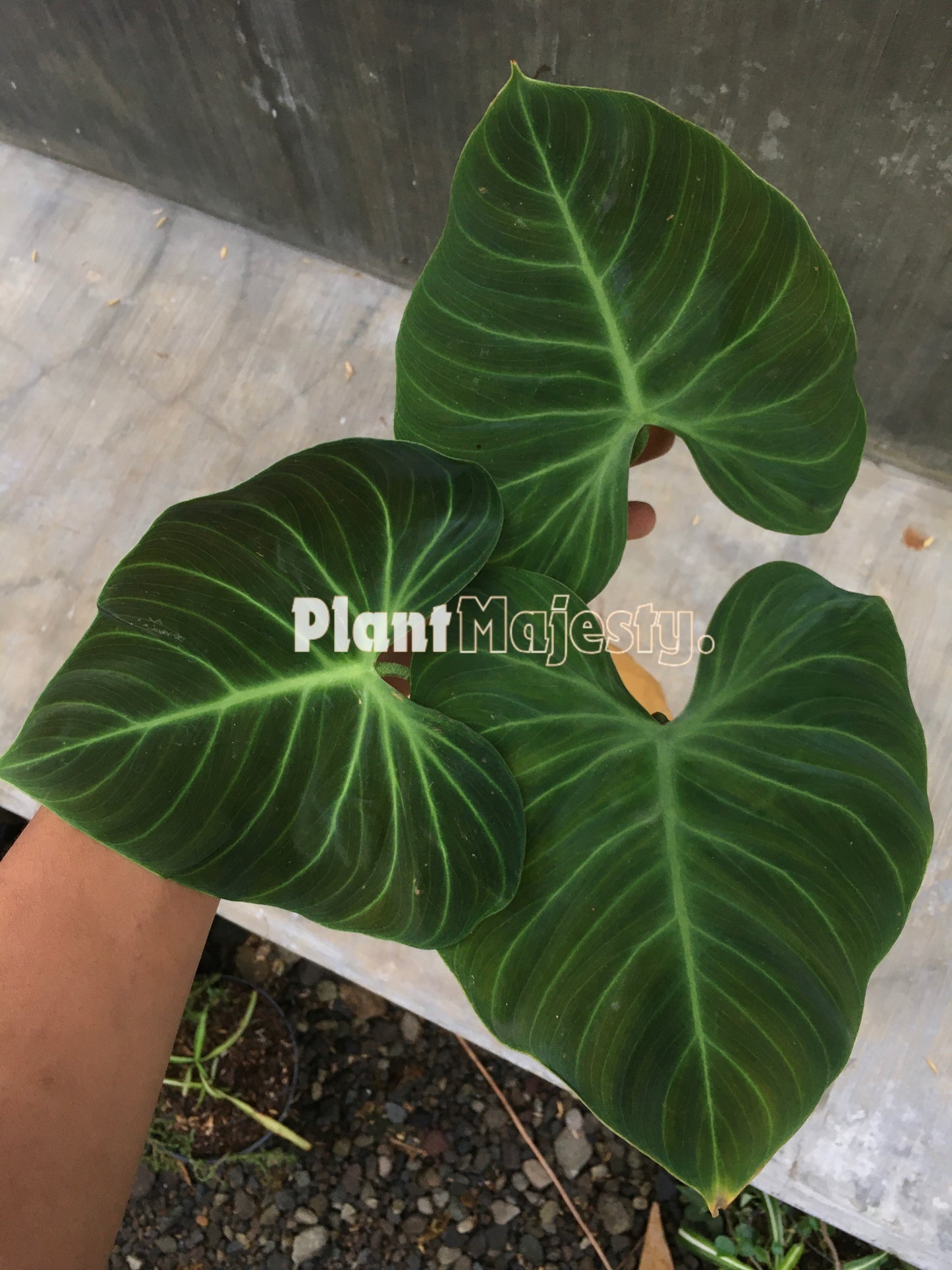 Philodendron El Choco Red