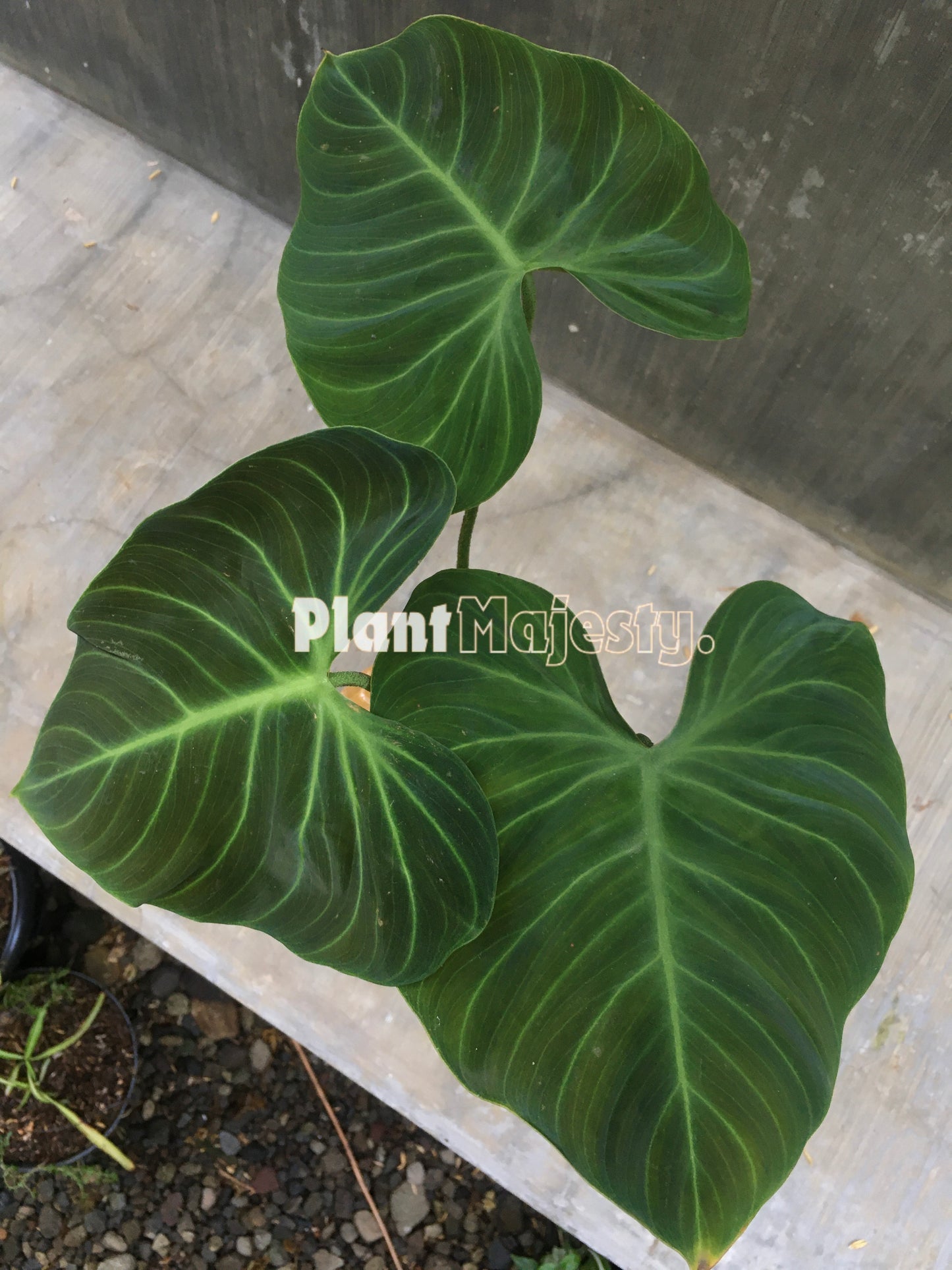 Philodendron El Choco Red