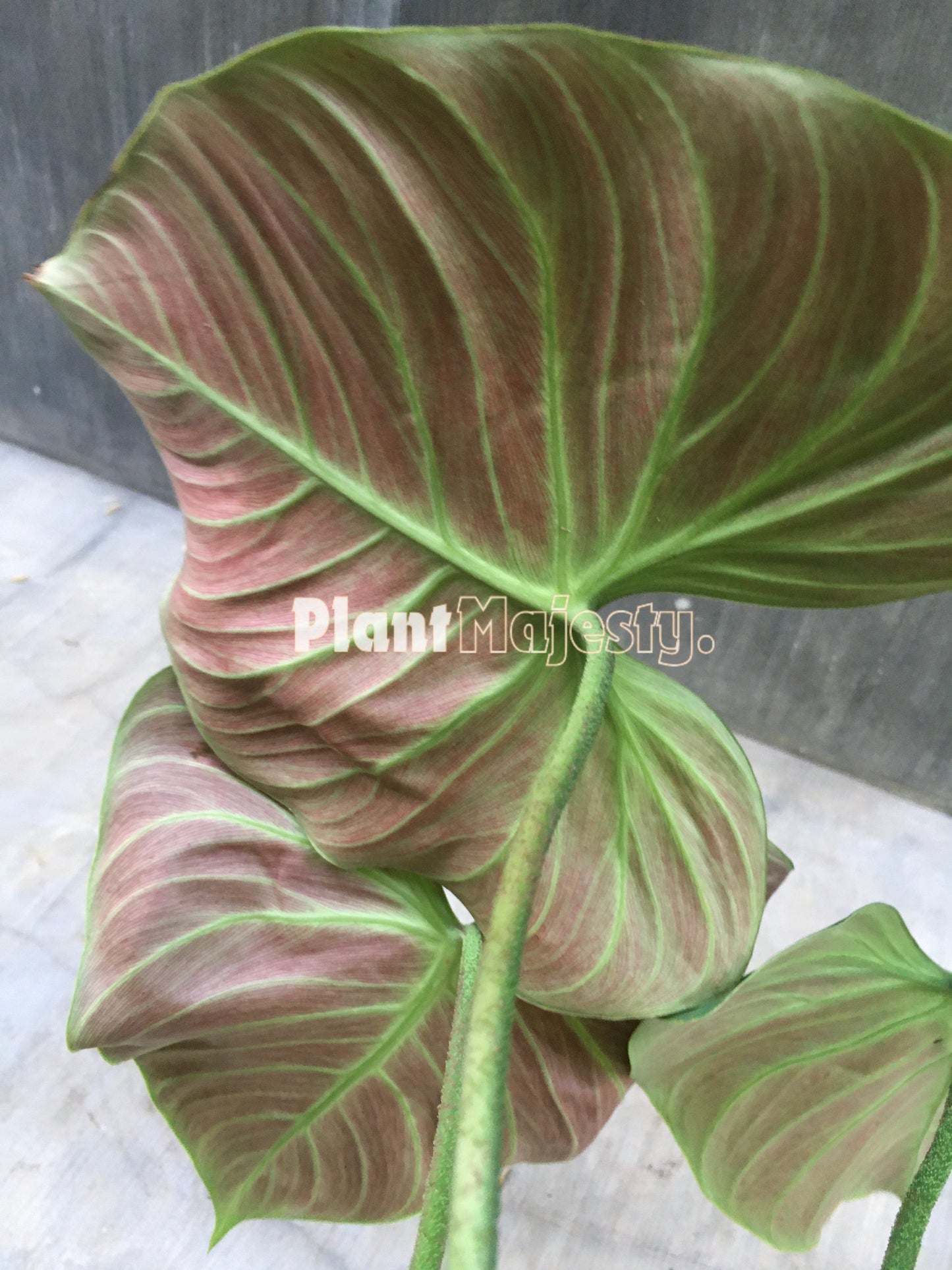 Philodendron El Choco Red