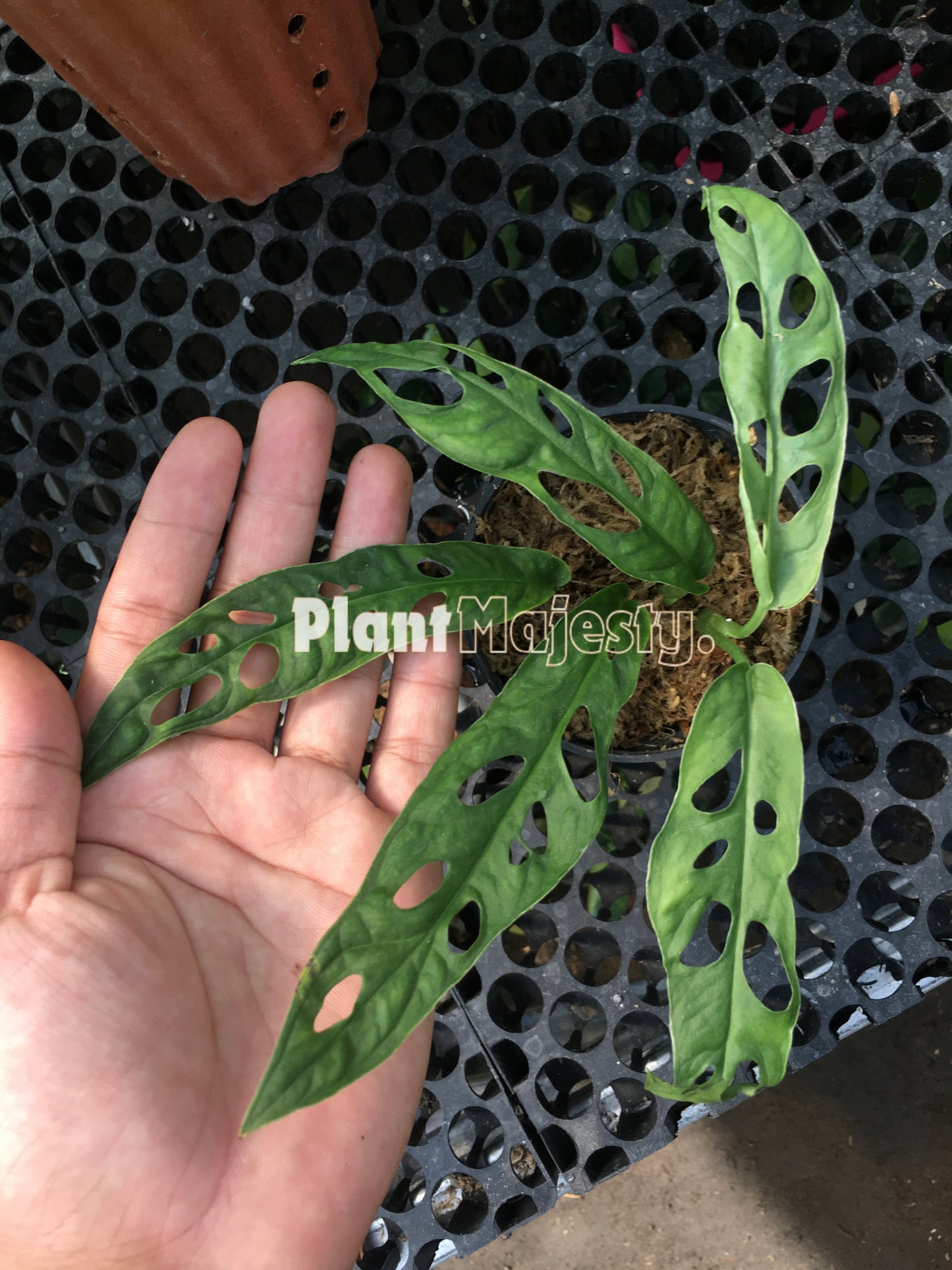 Monstera Obliqua Guinea Francesa