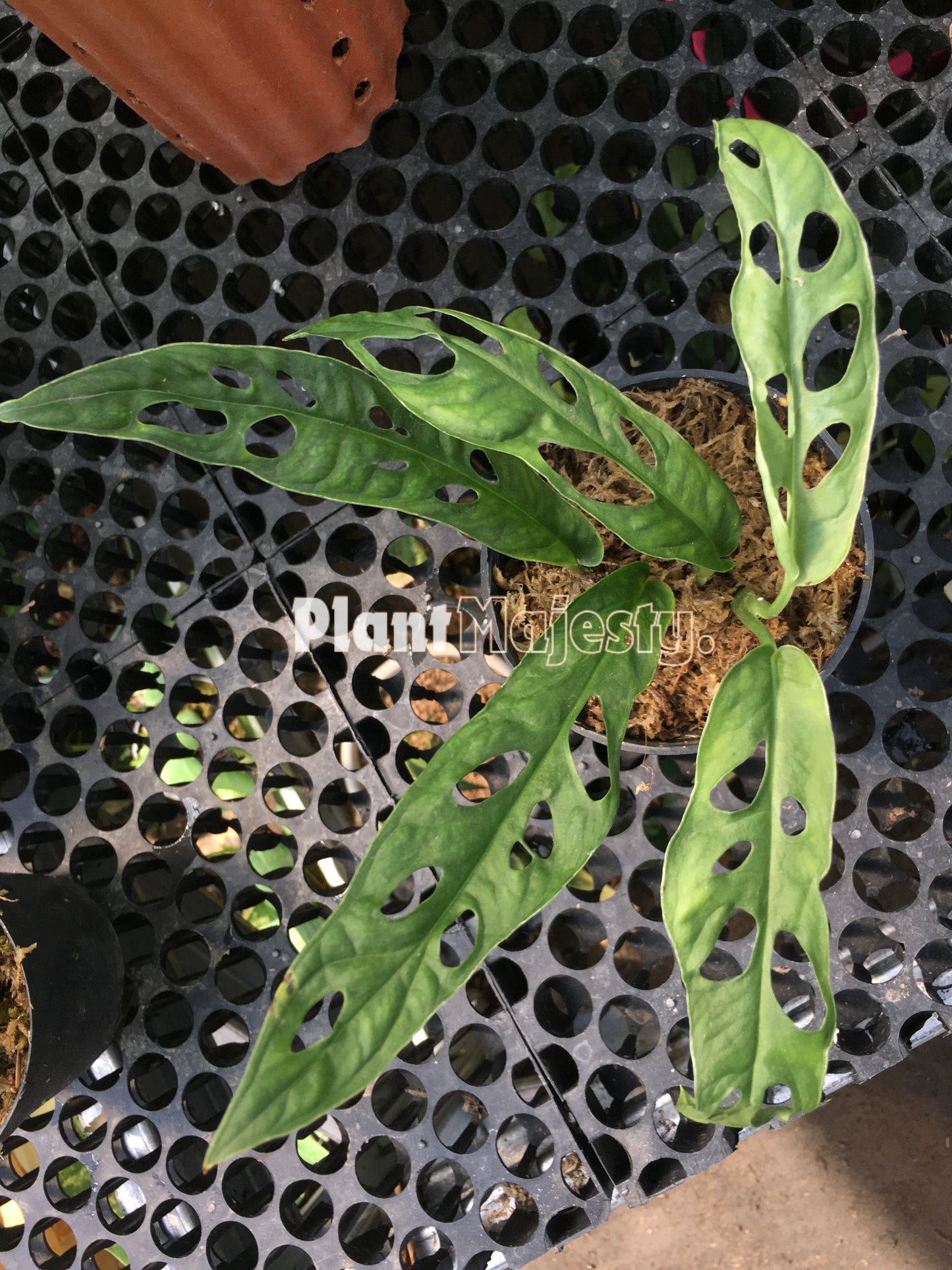 Monstera Obliqua Guinea Francesa