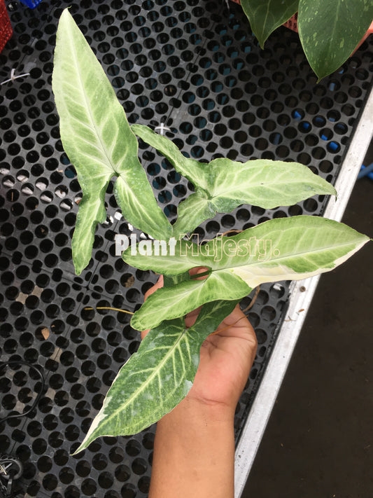 Syngonium  Frizzly Variegated