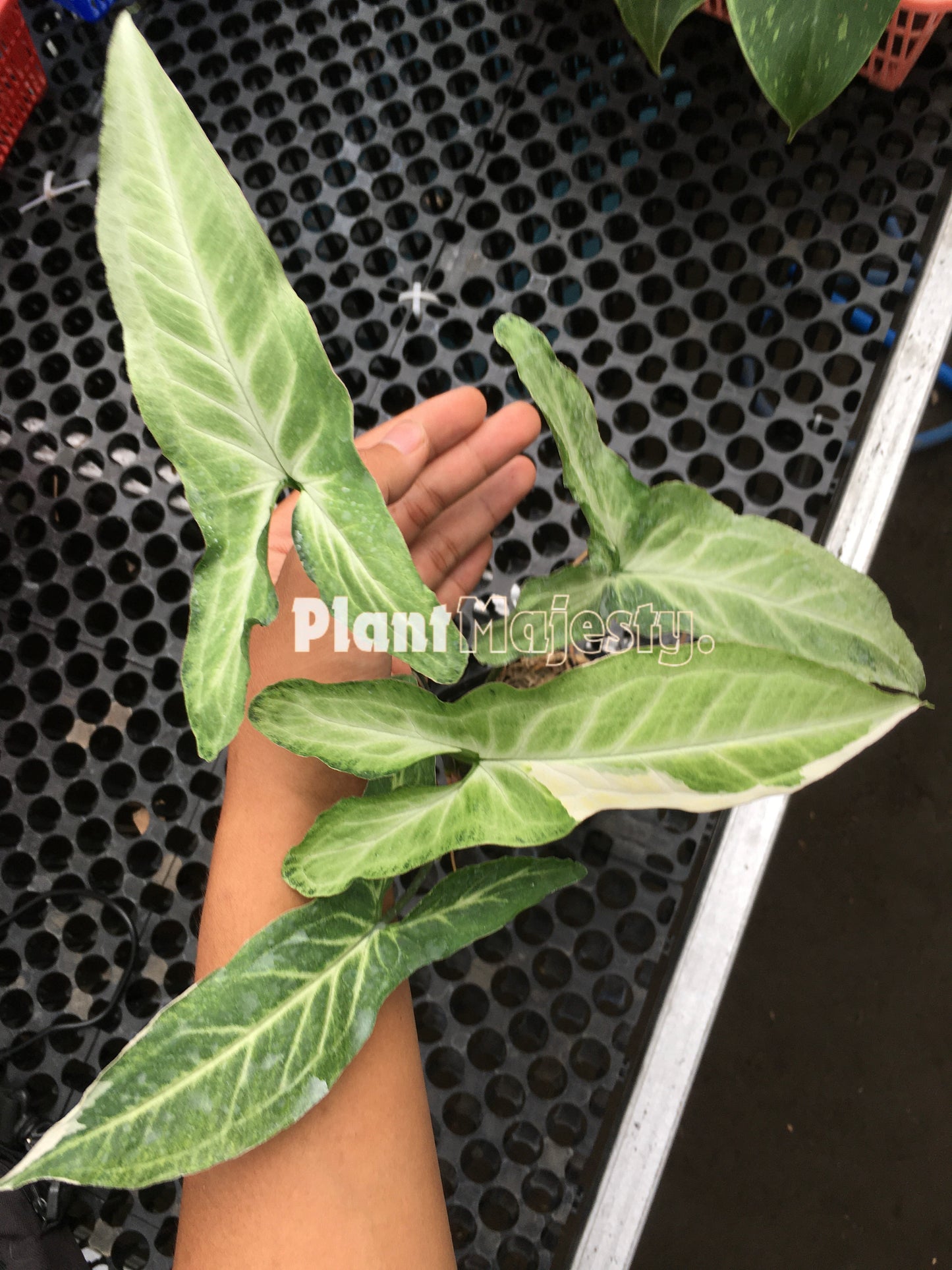 Syngonium  Frizzly Variegated