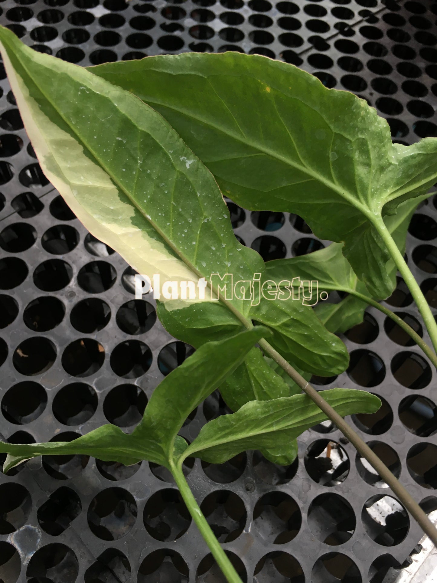 Syngonium  Frizzly Variegated