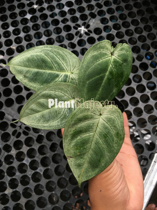 Syngonium Macrophyllum Frosted Heart a.k.a Ice Frost