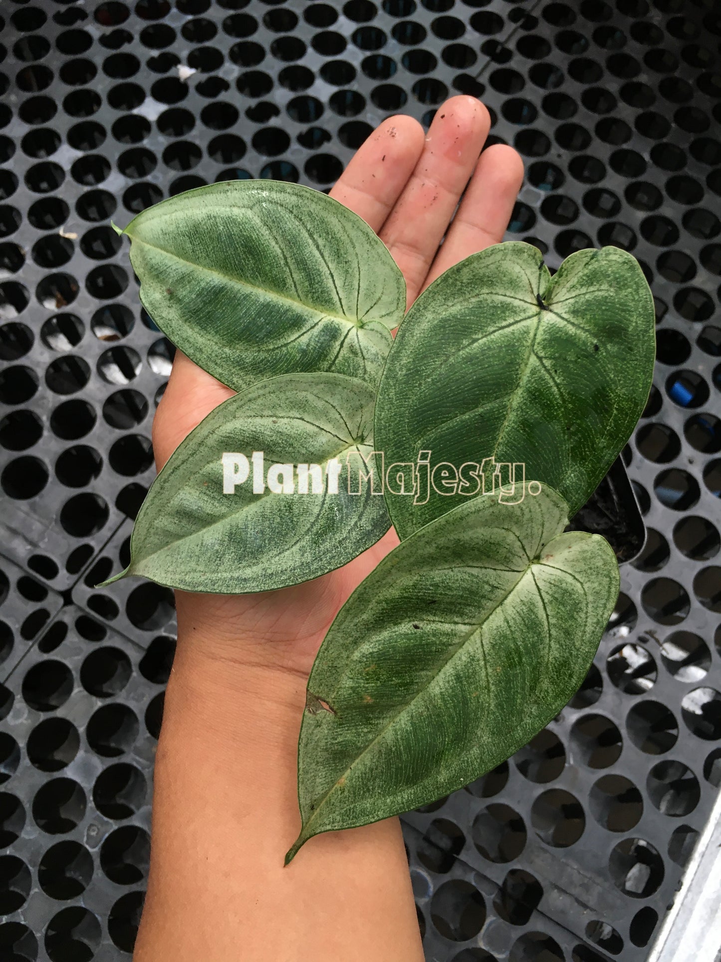 Syngonium Macrophyllum Frosted Heart a.k.a Ice Frost