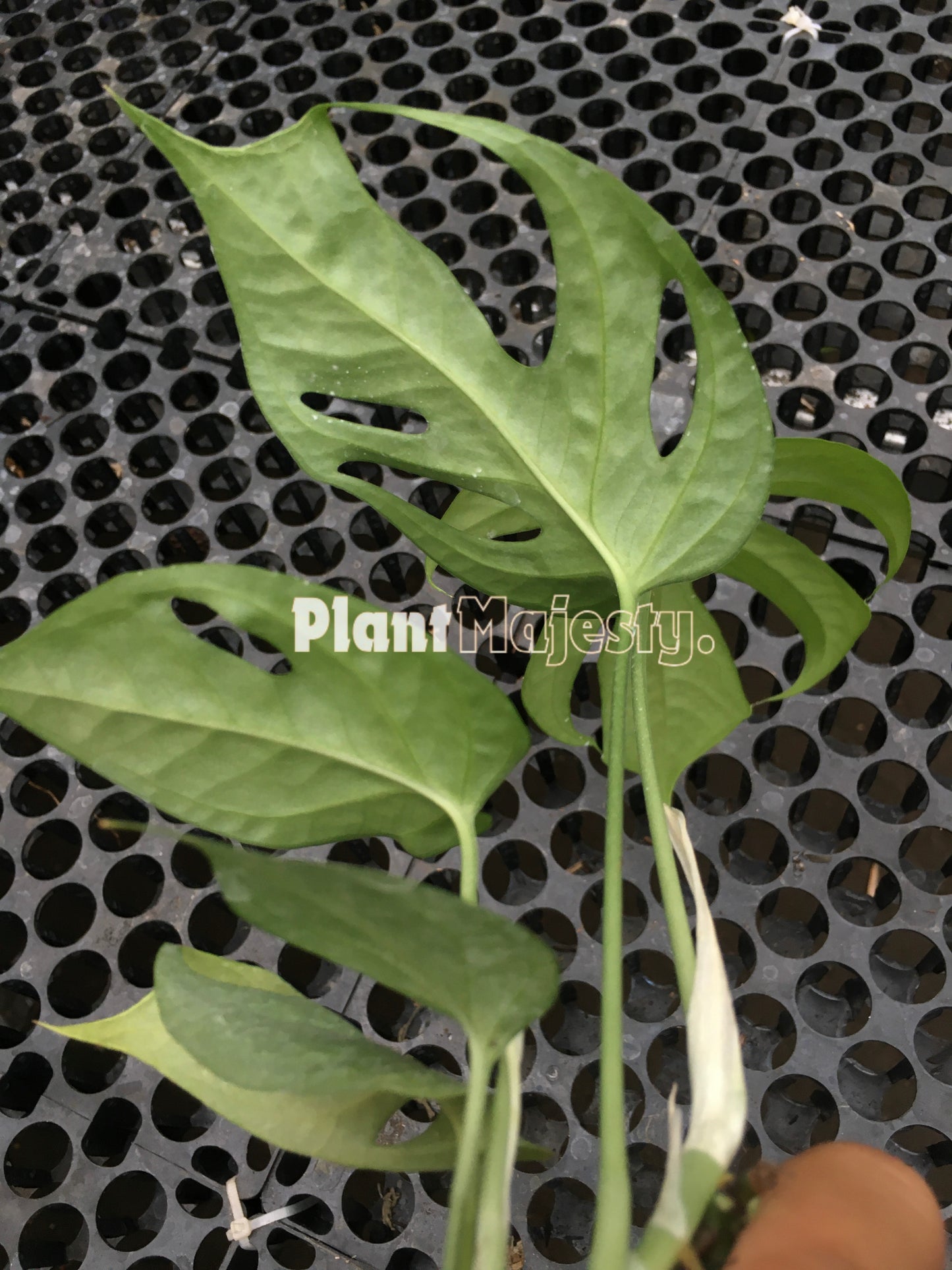 Amydrium Silver Fenestrate Leaves, live Amydrium Silver Fenestrate Leaves, live Amydrium Silver Fenestrate Leaves plants, rare Amydrium Silver Fenestrate Leaves, rare Amydrium Silver Fenestrate Leaves live plants, tropical Amydrium Silver Fenestrate Leaves live plants, wholesale Amydrium Silver Fenestrate Leaves, outdoor plant, indoor plants, winter plants, summer plants, spring plants, houseplants, rare Amydrium Silver Fenestrate Leaves live plants, live Amydrium Silver Fenestrate Leavesrare plants