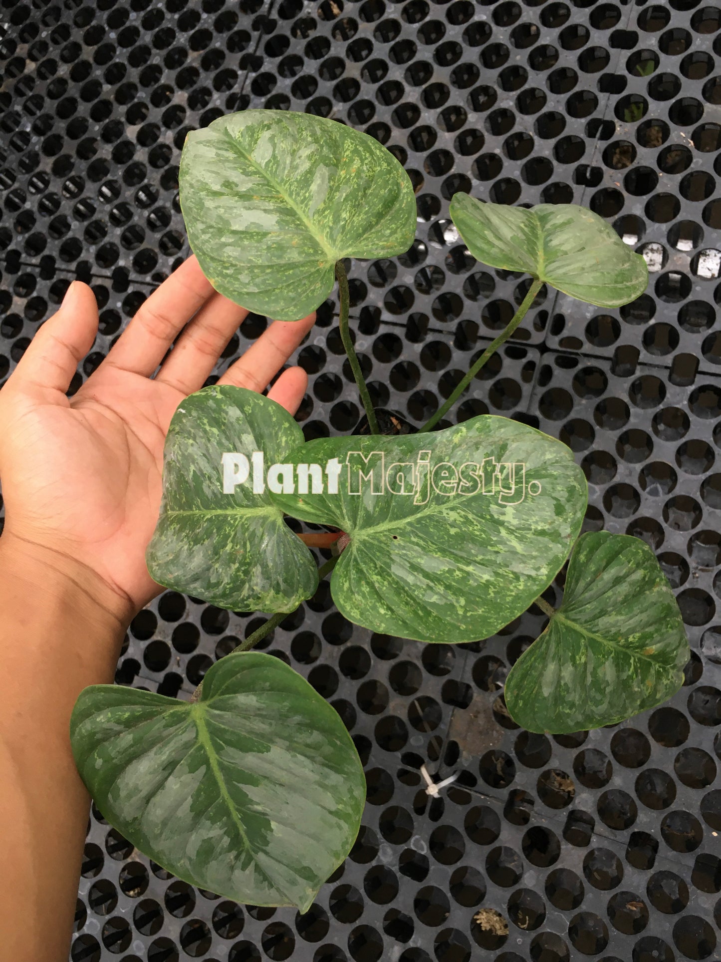 Philodendron Sodiroi Variegated