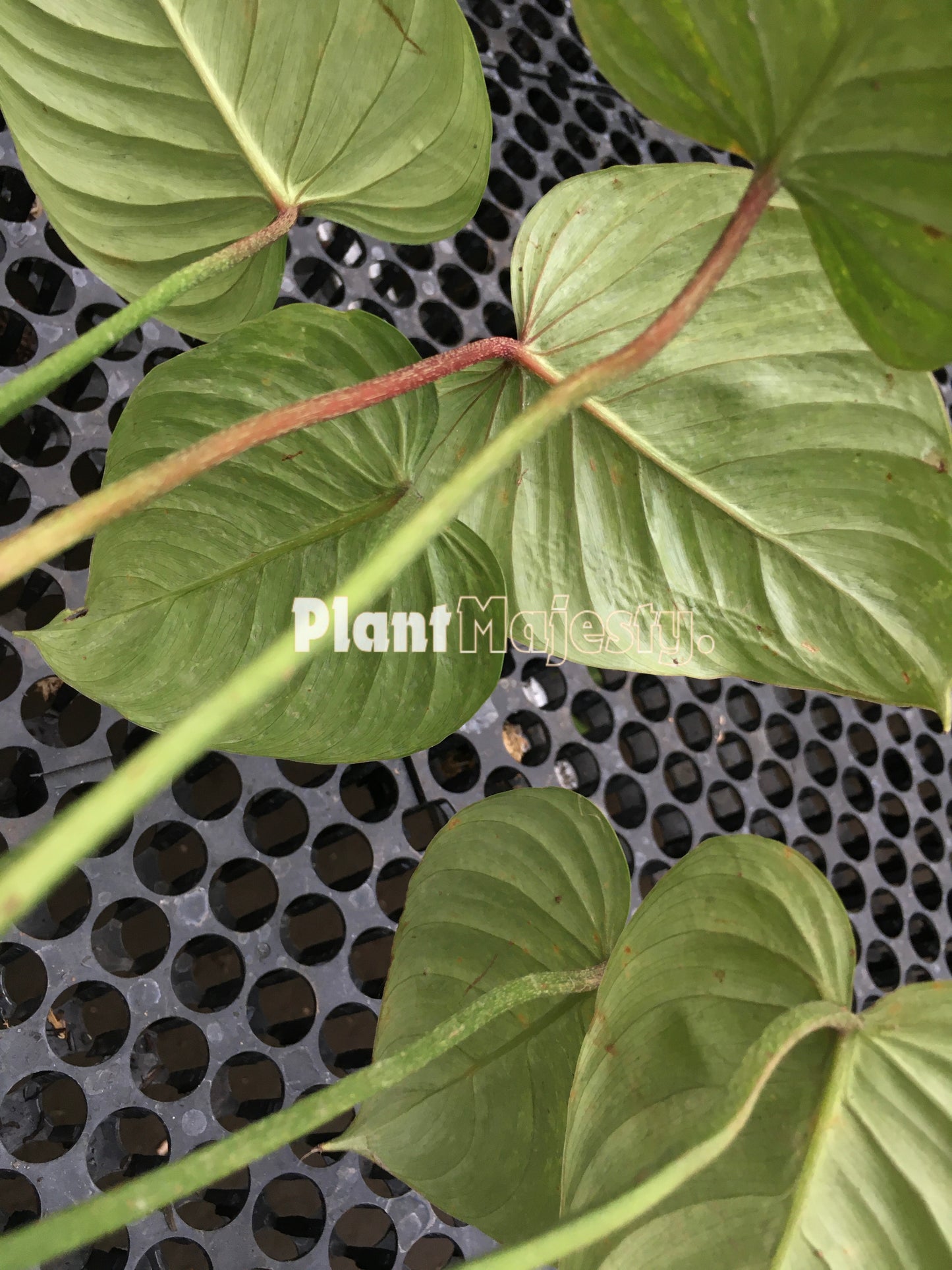 Philodendron Sodiroi Variegated