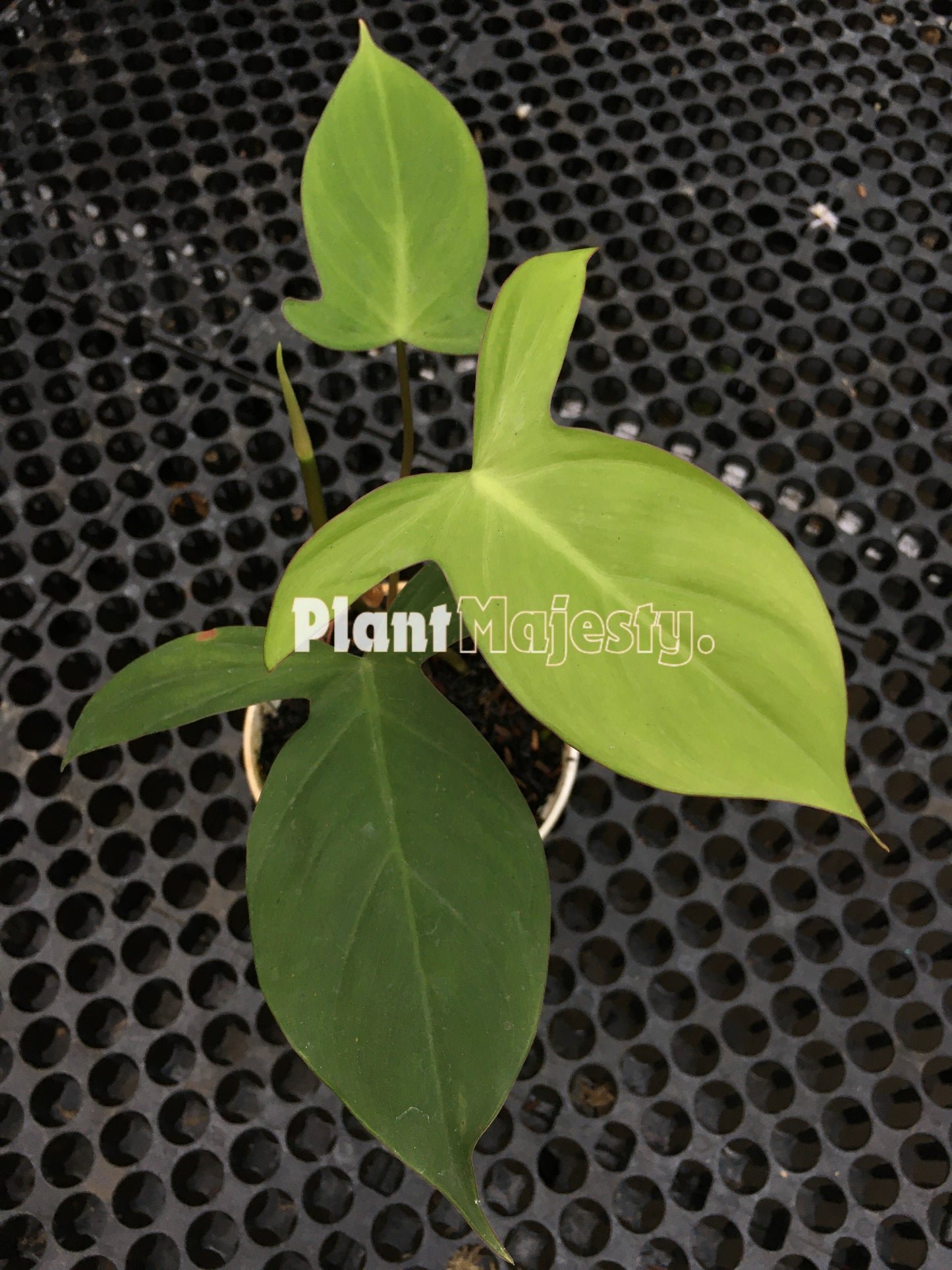 Philodendron Composportoanum