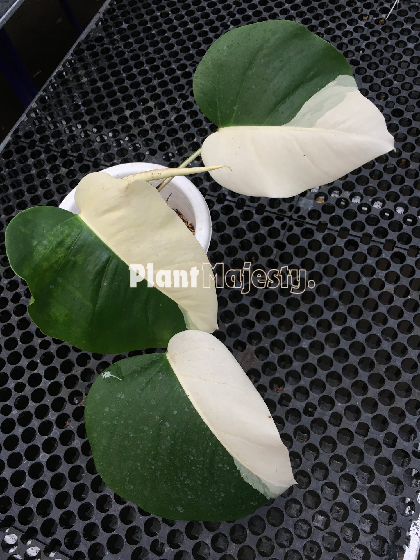 Monstera Deliciosa Albo Halfmoon Variegated