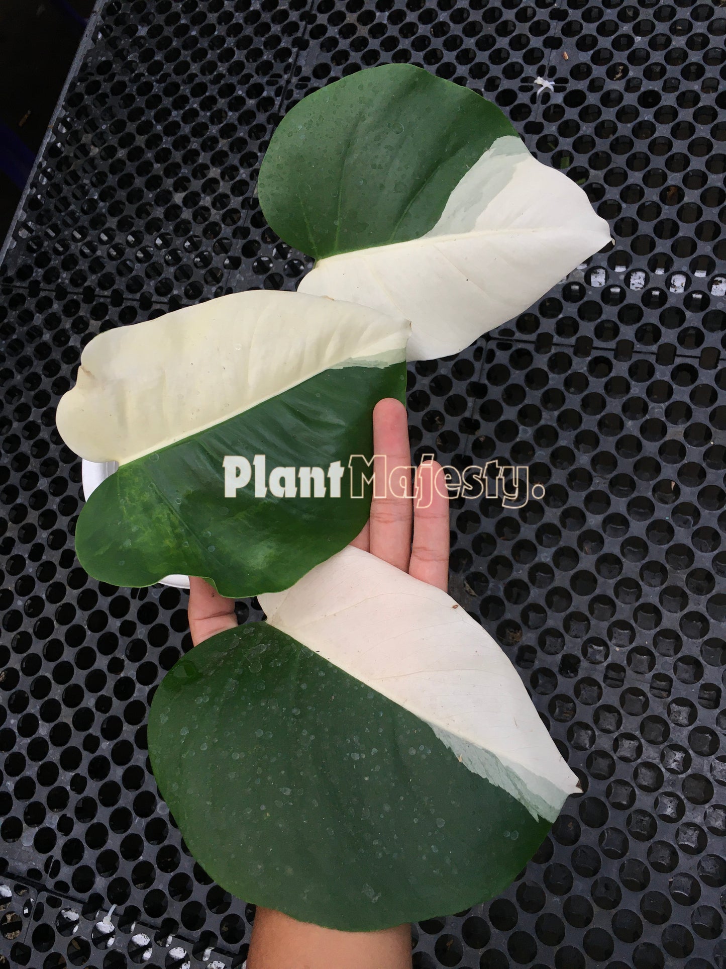 Monstera Deliciosa Albo Halfmoon Variegated