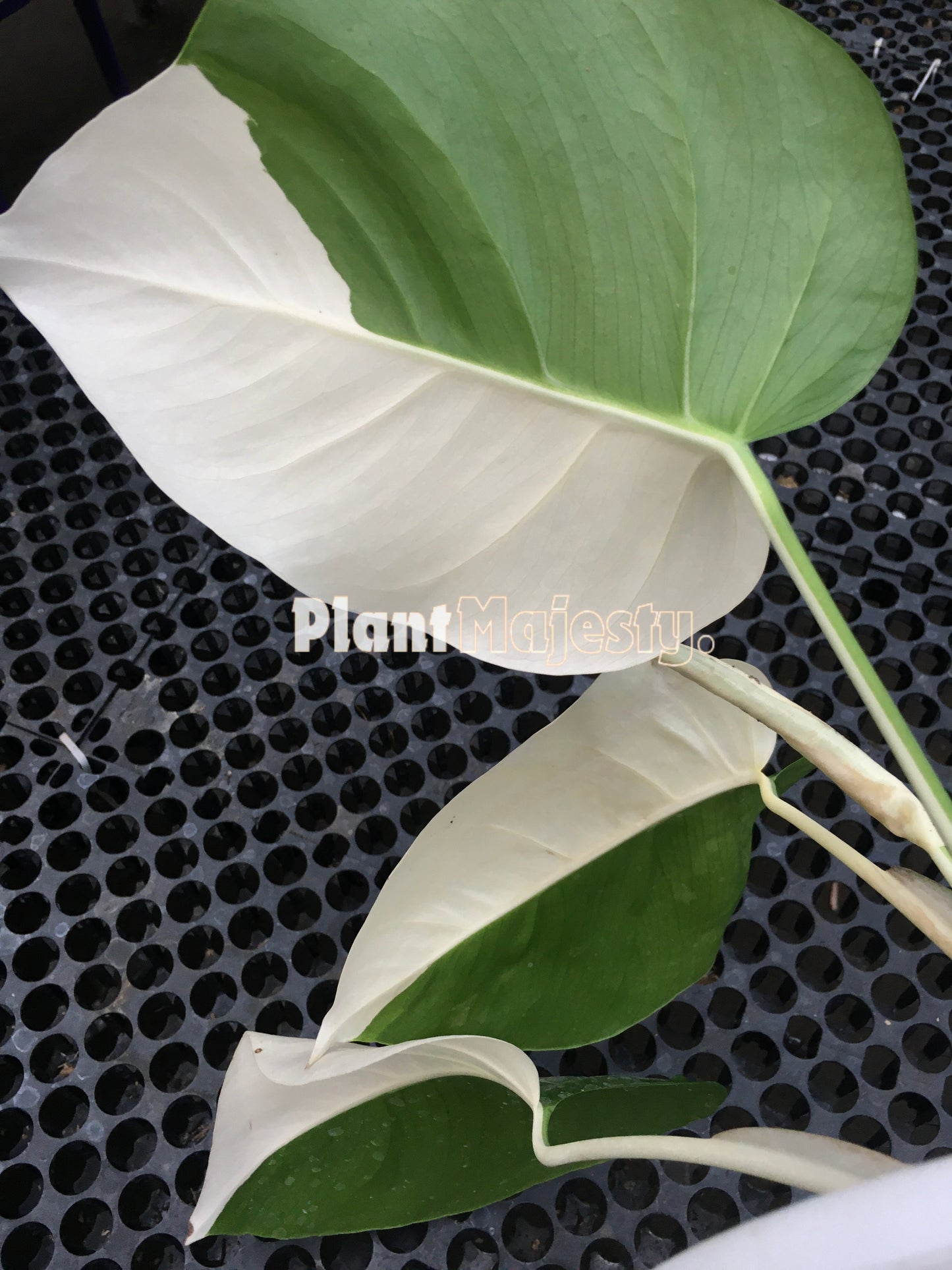 Monstera Deliciosa Albo Halfmoon Variegated