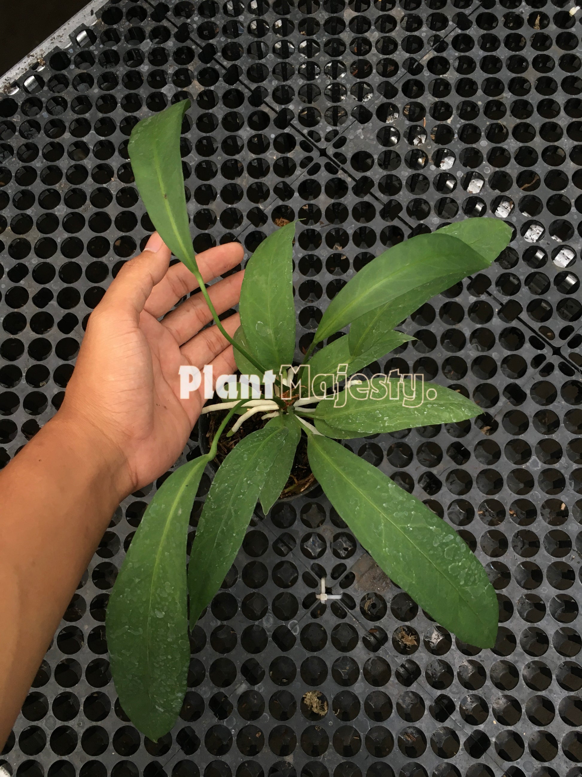 Anthurium Vittariifolium , wholesale plants, live anthurium Vittariifolium plants, live anthurium Vittariifolium, rare anthurium Vittariifolium , rare plants, tropical plants, house plants, indoor plants, outdoor plants, anthurium Vittariifolium live plants, hybrid plants, anthurium Vittariifolium plants.