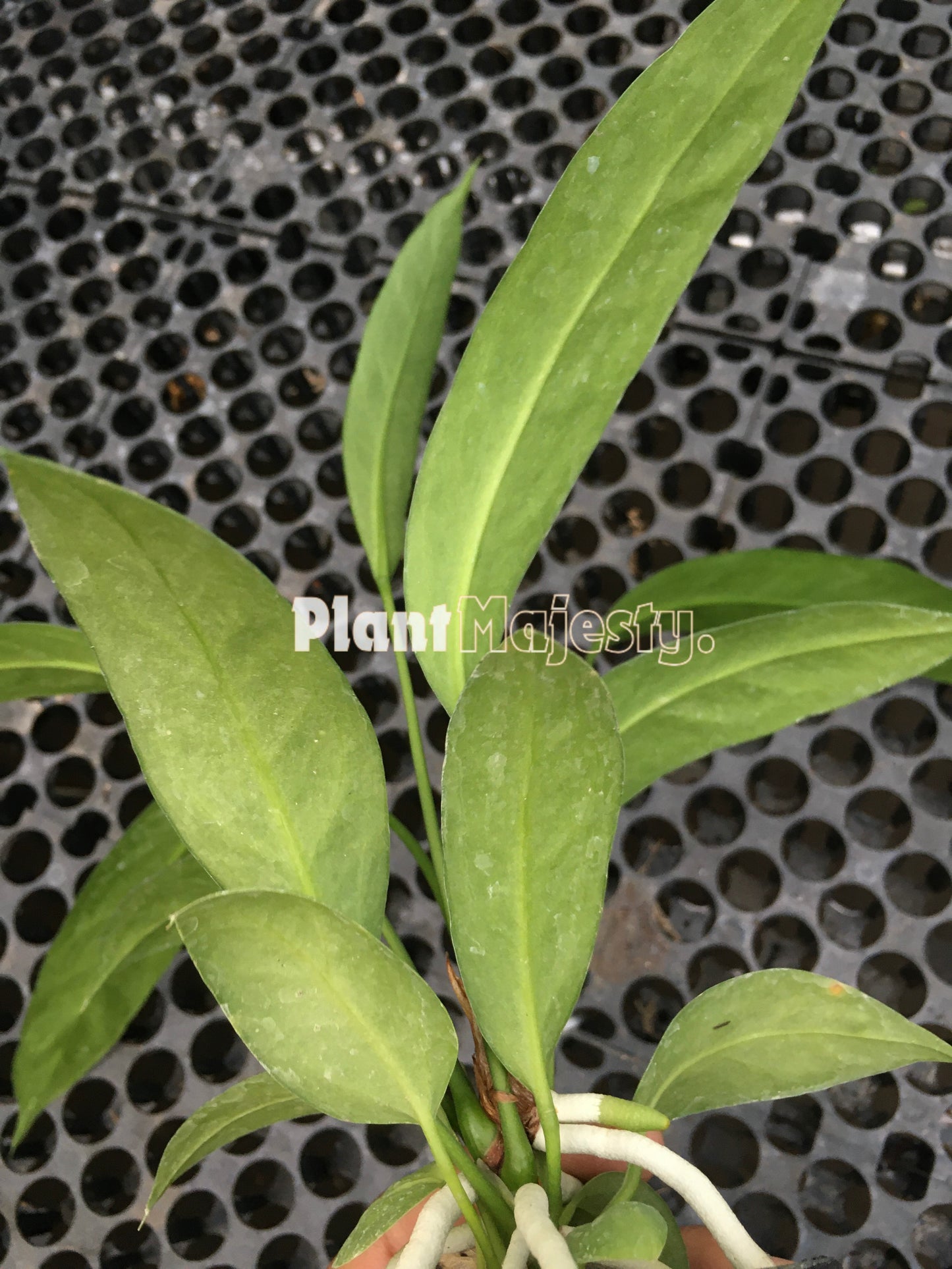 Anthurium Vittariifolium , wholesale plants, live anthurium Vittariifolium plants, live anthurium Vittariifolium, rare anthurium Vittariifolium , rare plants, tropical plants, house plants, indoor plants, outdoor plants, anthurium Vittariifolium live plants, hybrid plants, anthurium Vittariifolium plants.