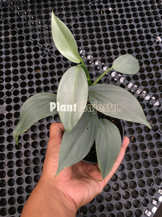 Philodendron Hastatum Silver Sword