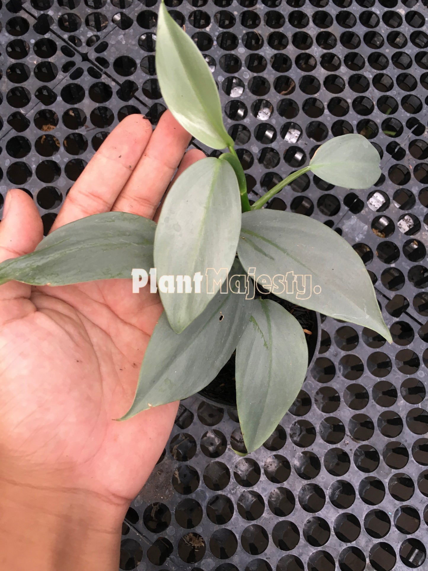 Philodendron Hastatum Silver Sword