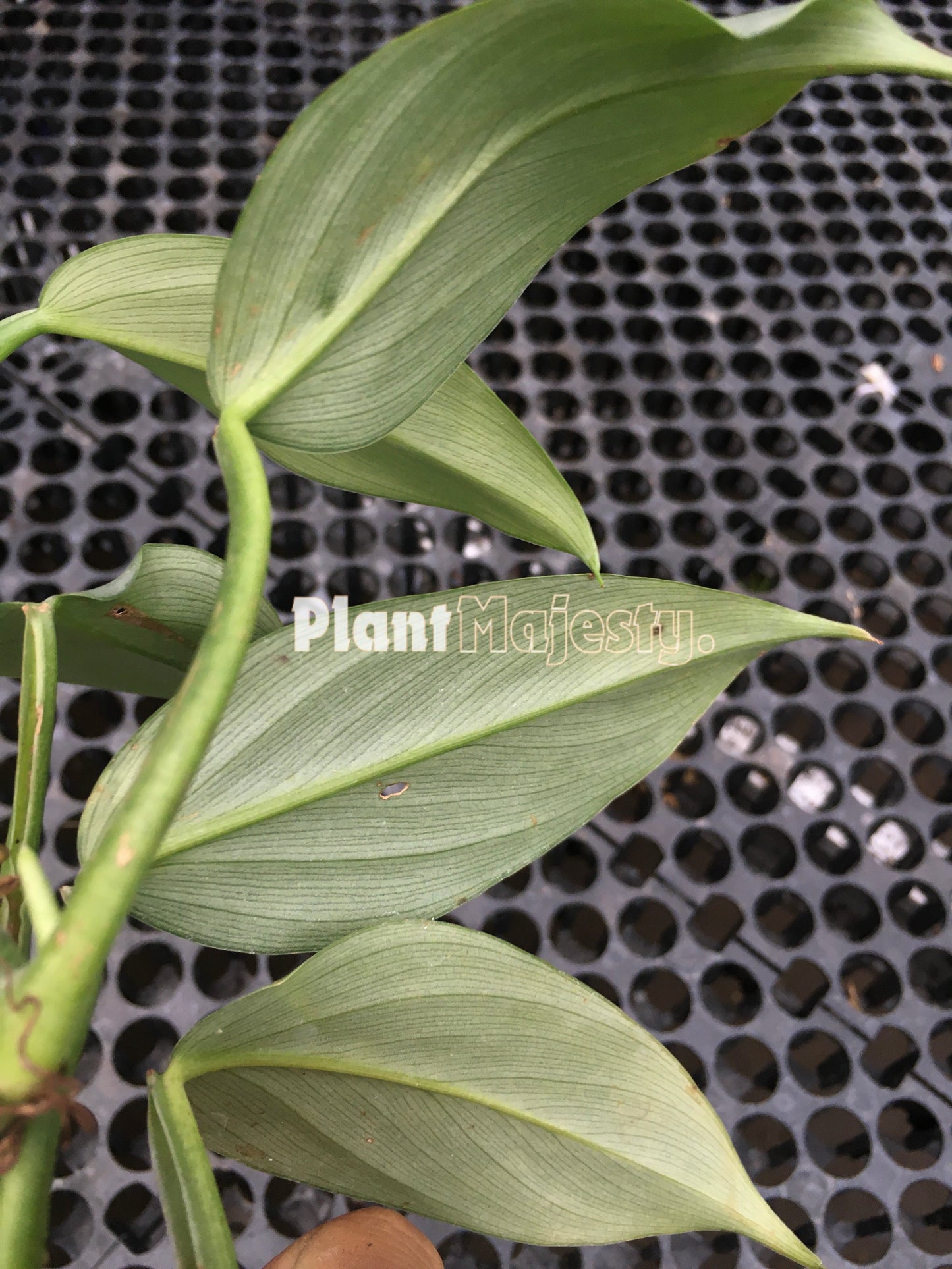 Philodendron Hastatum Silver Sword