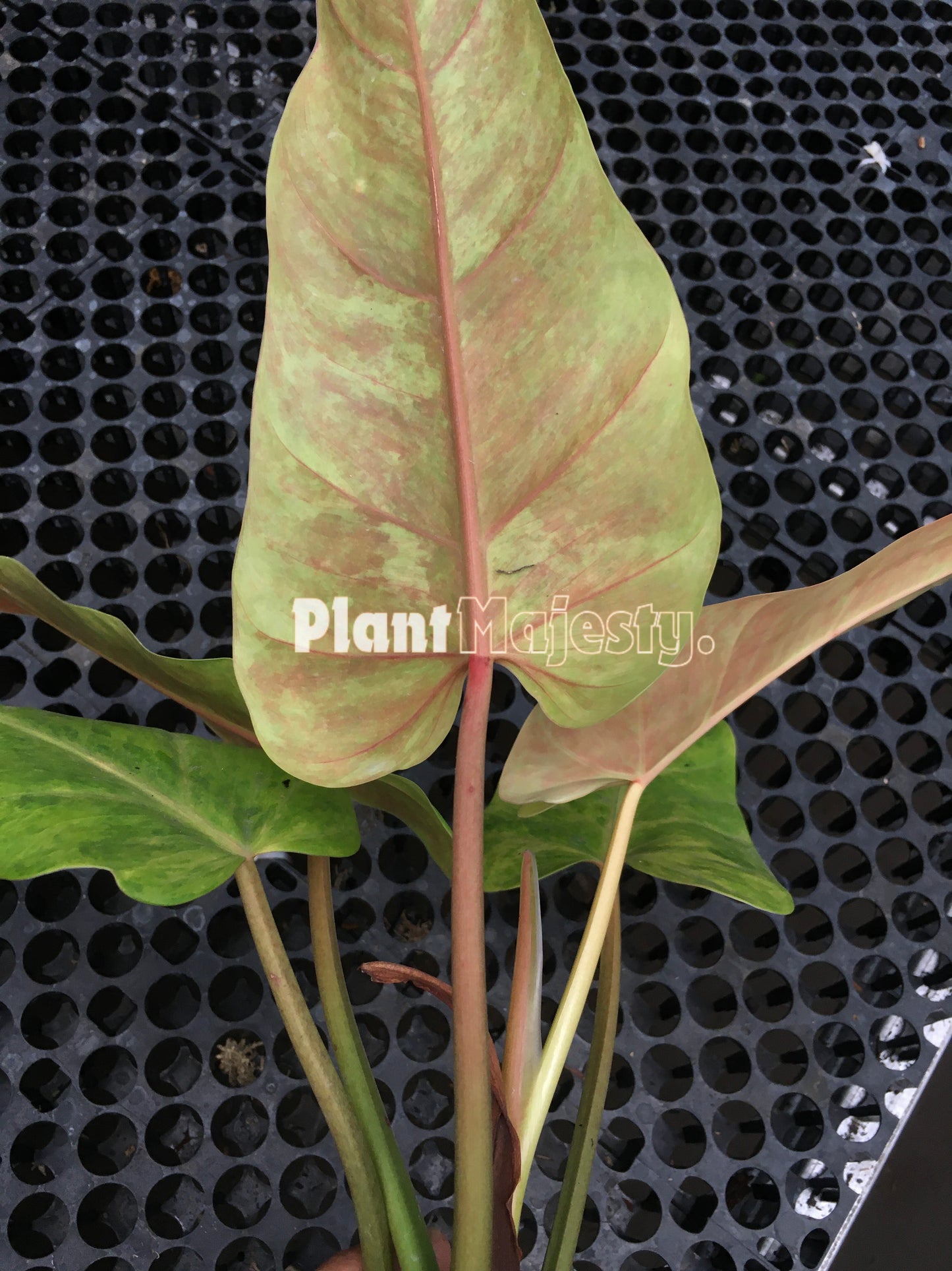 philodendron Goldiana