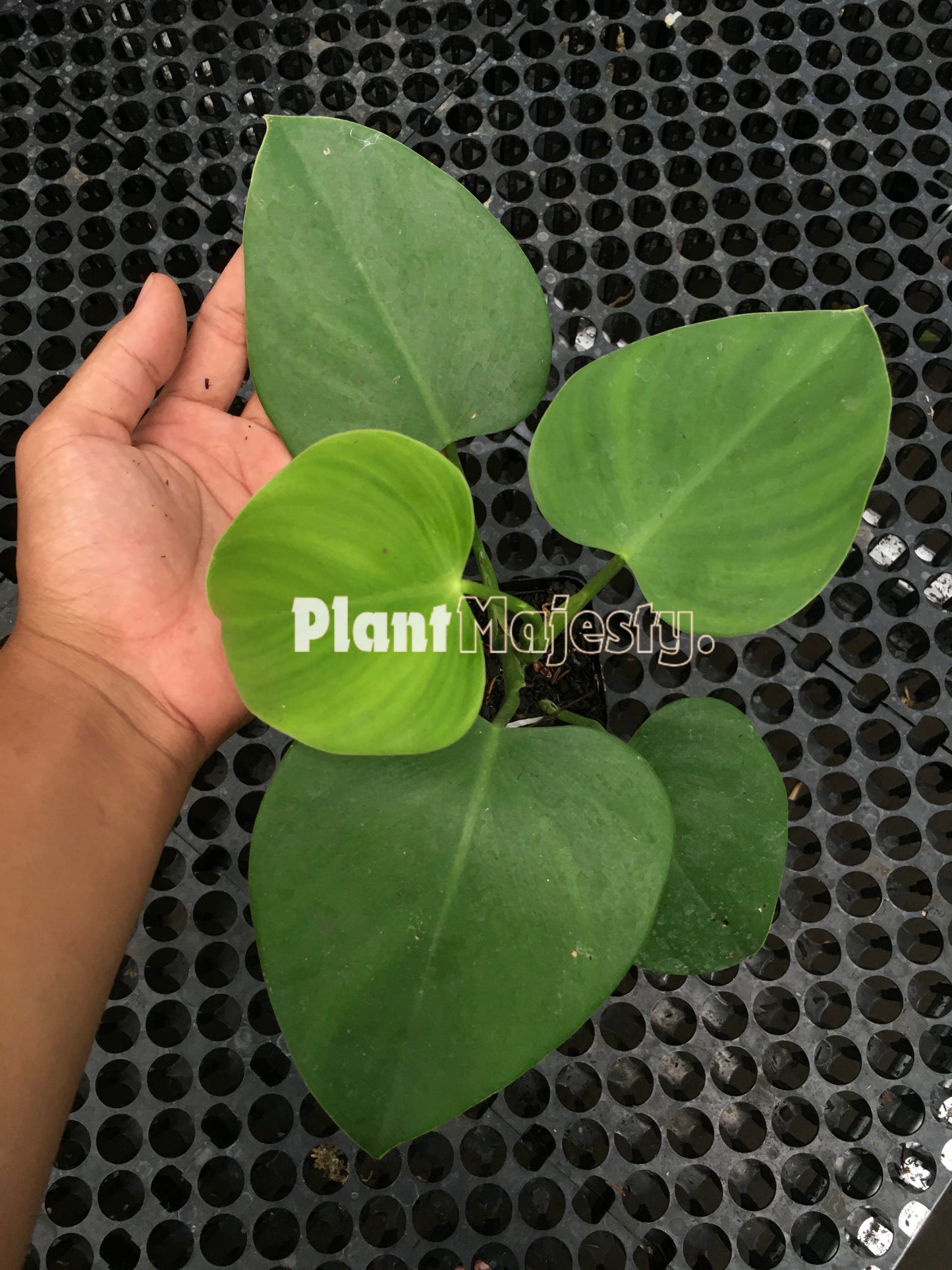 Philodendron Microstictum