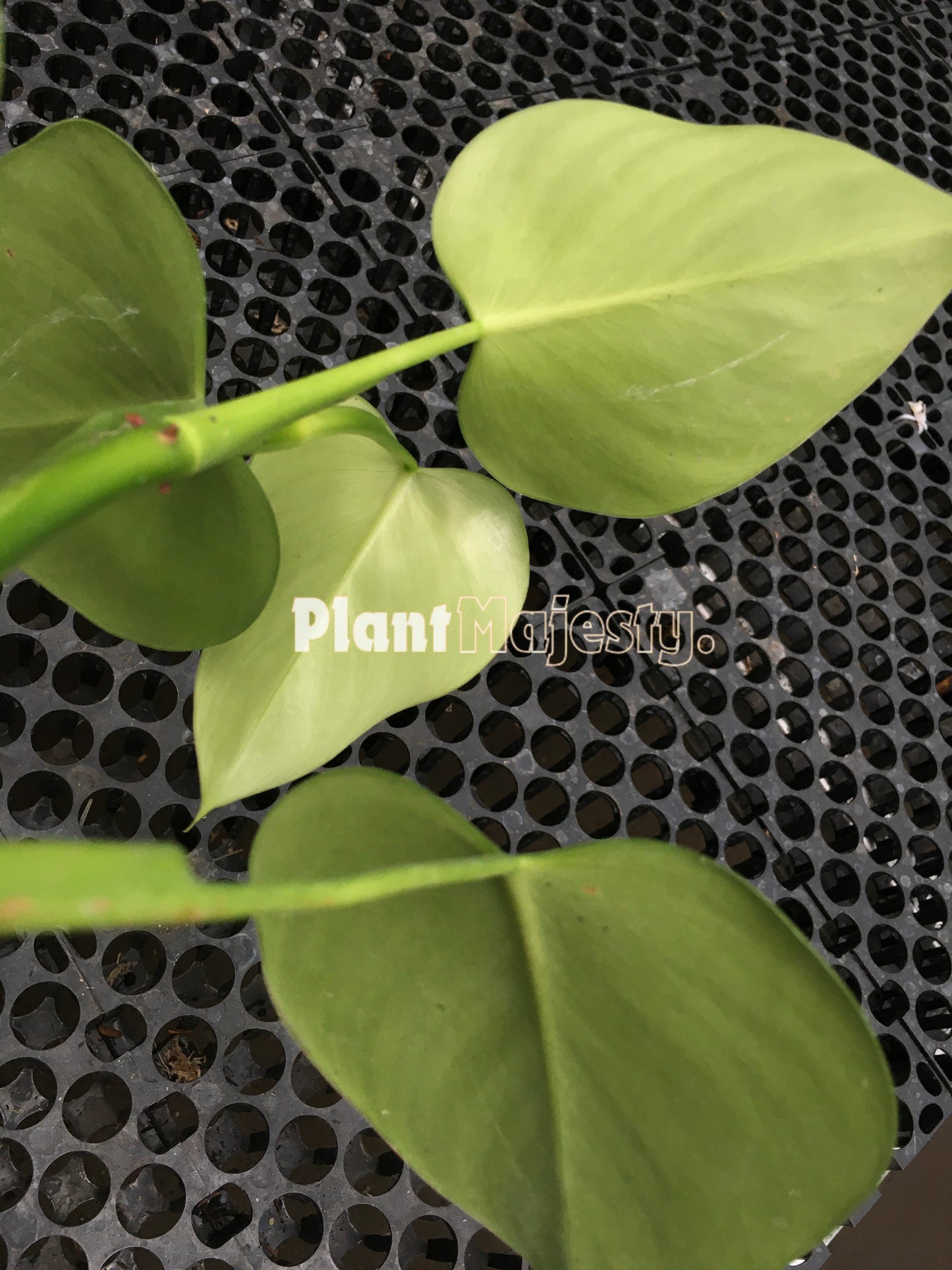 Philodendron Microstictum