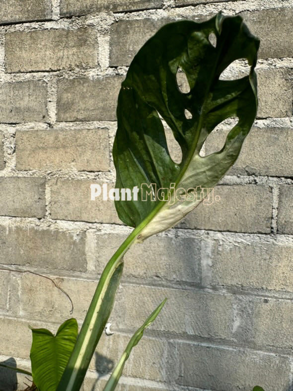 Monstera Acuminata Variegada