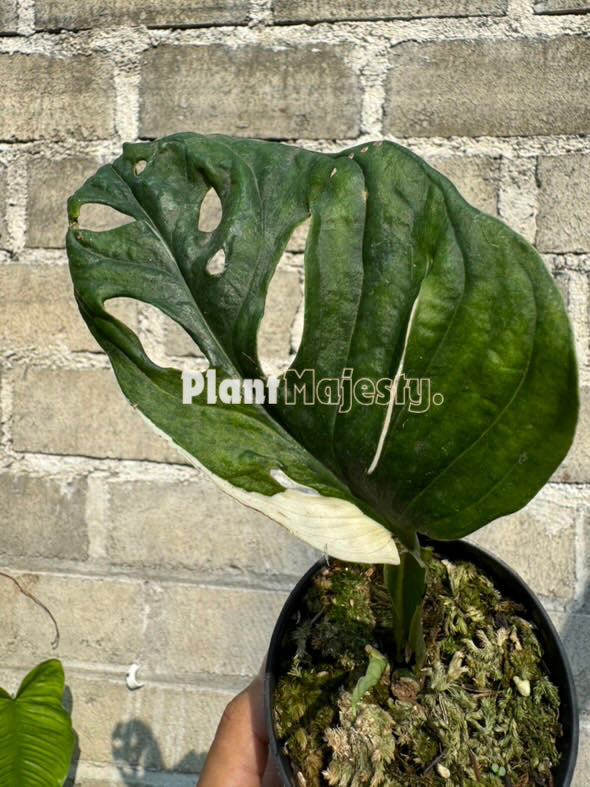 Monstera Acuminata Variegada