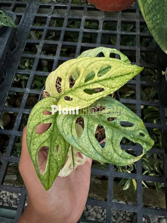 Monstera Adansoni Menta Japonesa Variegada