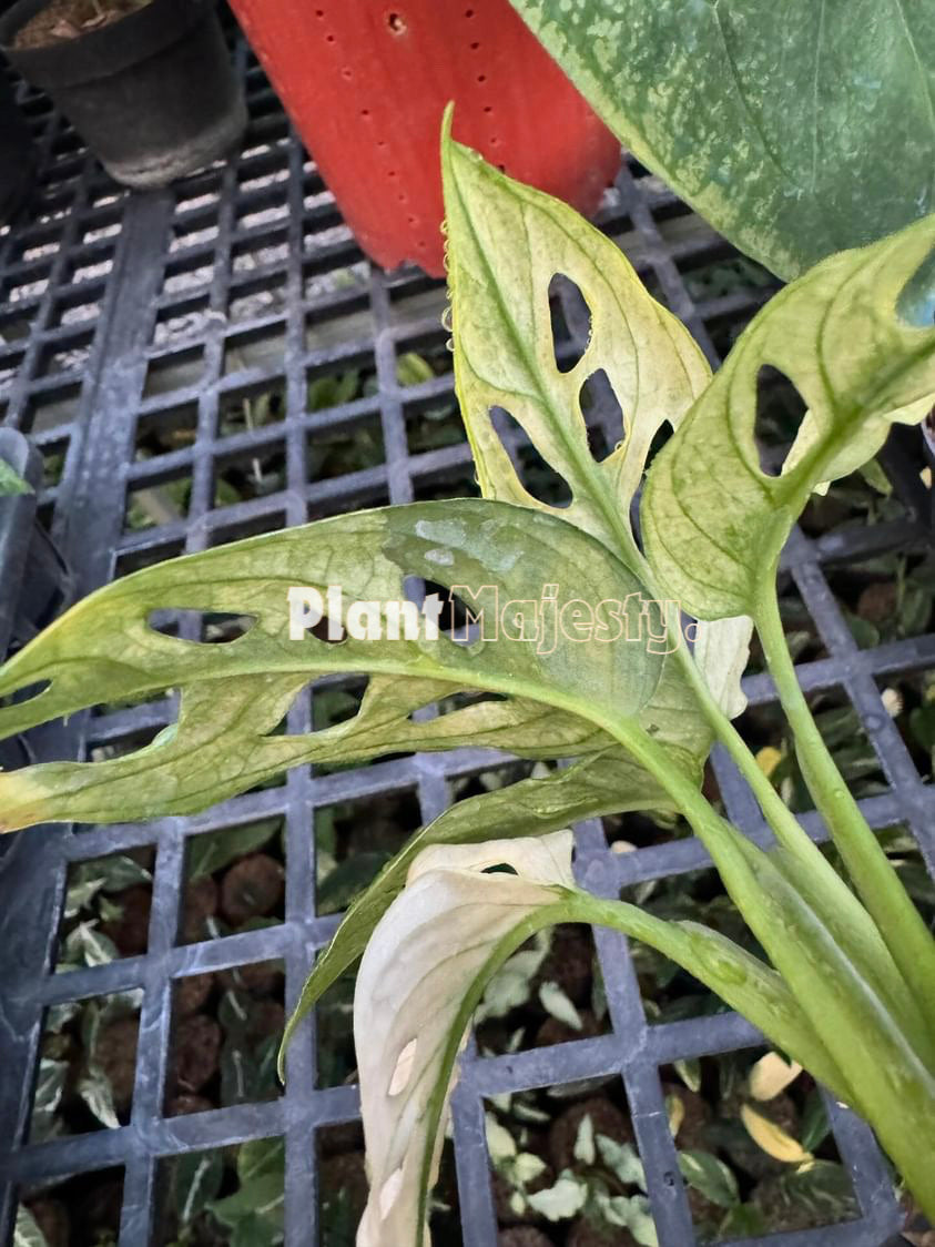 Monstera Adansoni Menta Japonesa Variegada