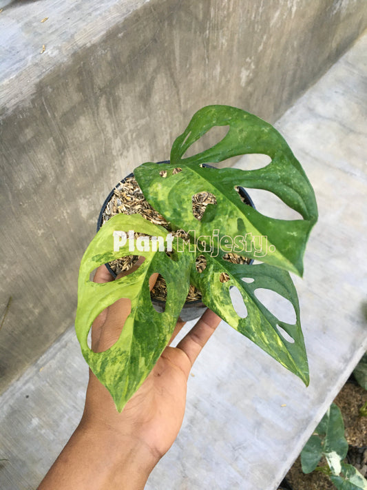 Monstera Adansonii Amarilla Japonesa Variegada