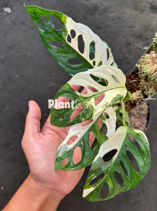 Monstera Adansonii Albo Variegated