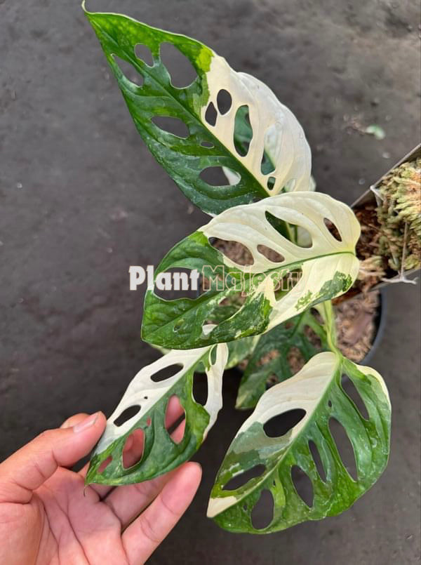 Monstera Adansonii Albo Variegated